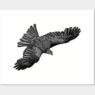 Flying black kite bird Posters and Art